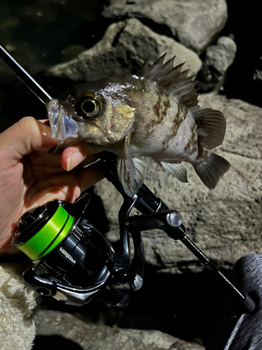 アカメバルの釣果