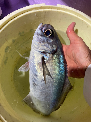 メダイの釣果