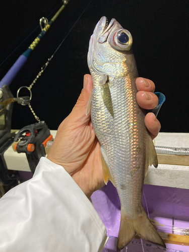 ムツの釣果