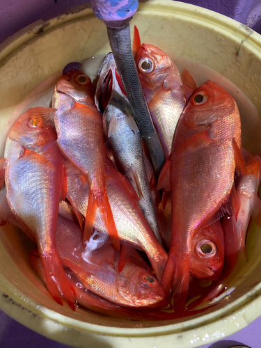 キンメダイの釣果