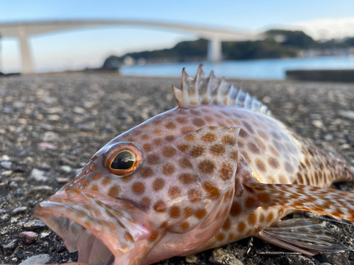 オオモンハタの釣果