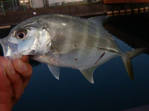 ギンガメアジの釣果