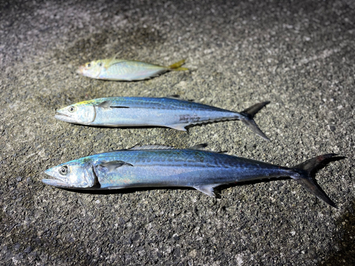 サゴシの釣果