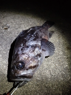 クロソイの釣果