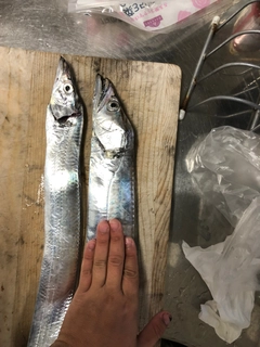 タチウオの釣果