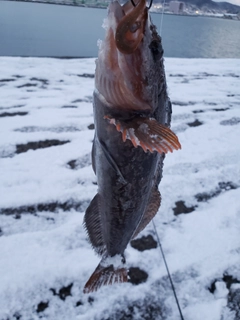 アイナメの釣果