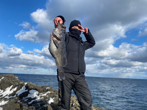 クロソイの釣果