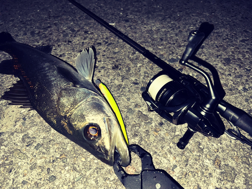 シーバスの釣果