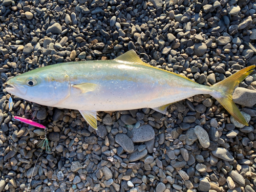 イナダの釣果