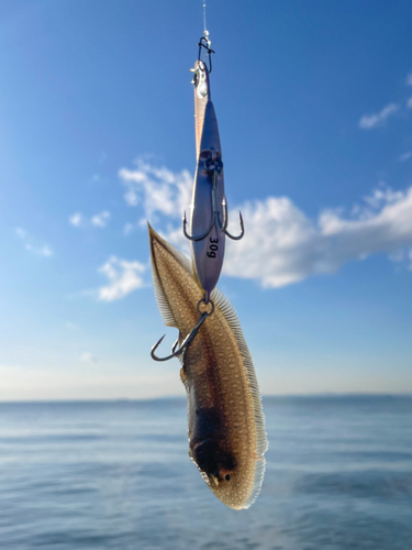 シタビラメの釣果