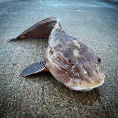 クサウオの釣果