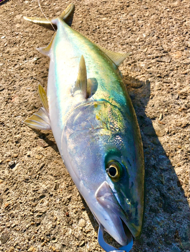 メジロの釣果