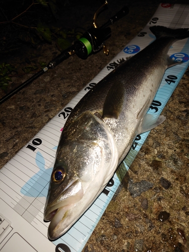 シーバスの釣果