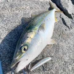 ハマチの釣果