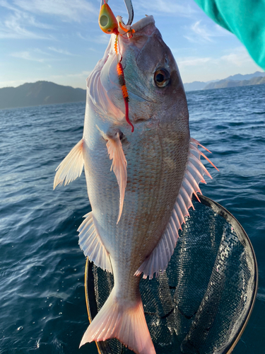 マダイの釣果