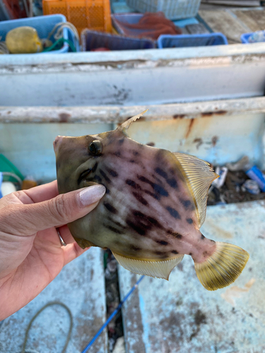 カワハギの釣果