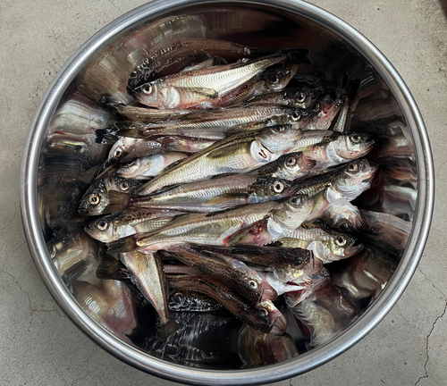 ハタハタの釣果