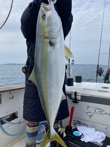 ヤズの釣果