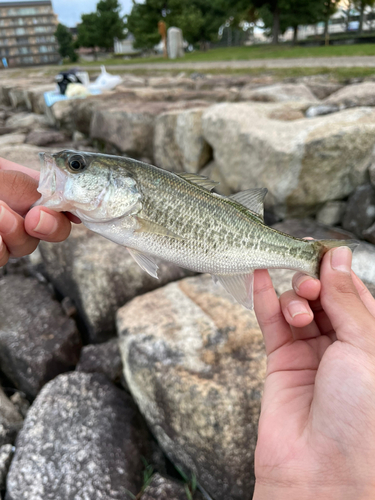 釣果