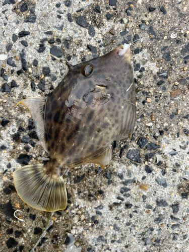 カワハギの釣果