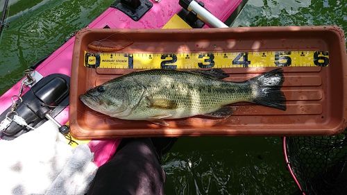 ブラックバスの釣果