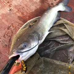 アメリカナマズの釣果