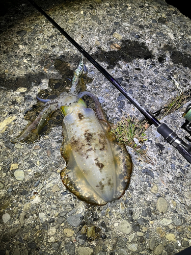 アオリイカの釣果