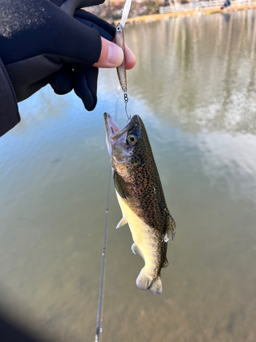 ニジマスの釣果