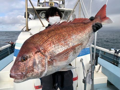 マダイの釣果