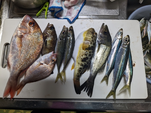 アジの釣果