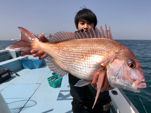 マダイの釣果