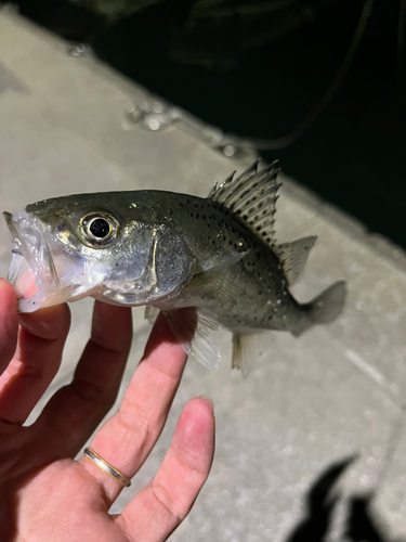 セイゴ（タイリクスズキ）の釣果