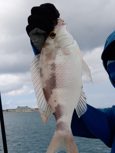 ジューマー(ヒトスジタマガシラ)の釣果