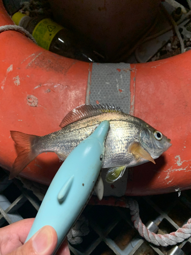 ウミタナゴの釣果