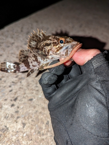 タケノコメバルの釣果