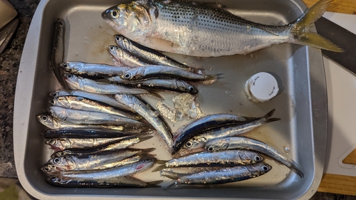 カタクチイワシの釣果