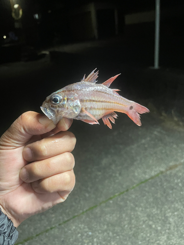 ネンブツダイの釣果