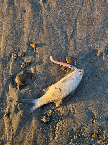 ツバメコノシロの釣果