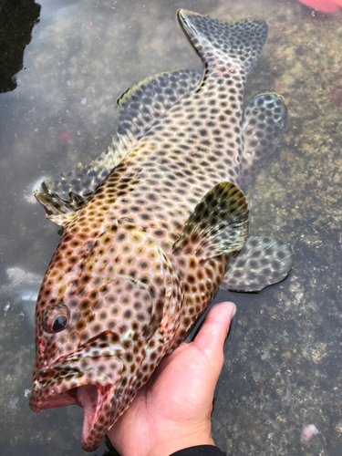 シロブチハタの釣果