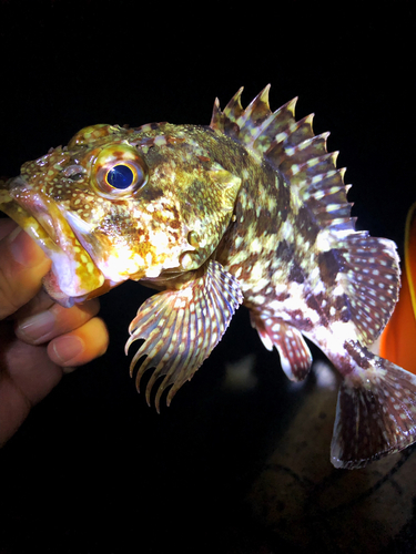 カサゴの釣果