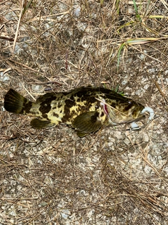 タケノコメバルの釣果