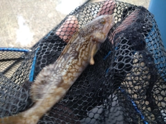 アイナメの釣果