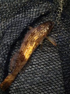 アイナメの釣果