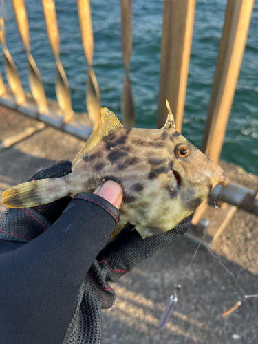 カワハギの釣果