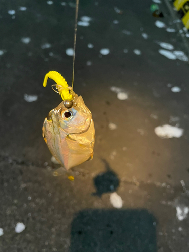 ヒイラギの釣果