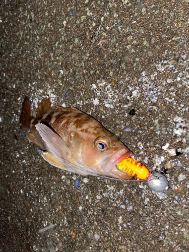 エゾメバルの釣果