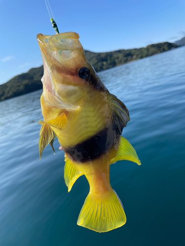 釣果