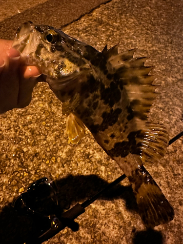 タケノコメバルの釣果