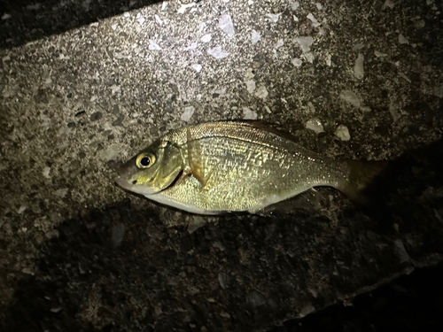 ウミタナゴの釣果