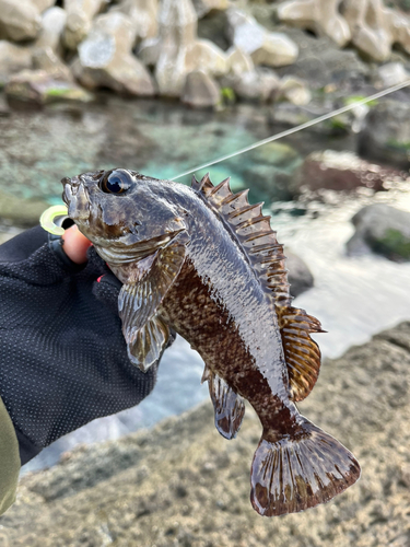 ガシラの釣果